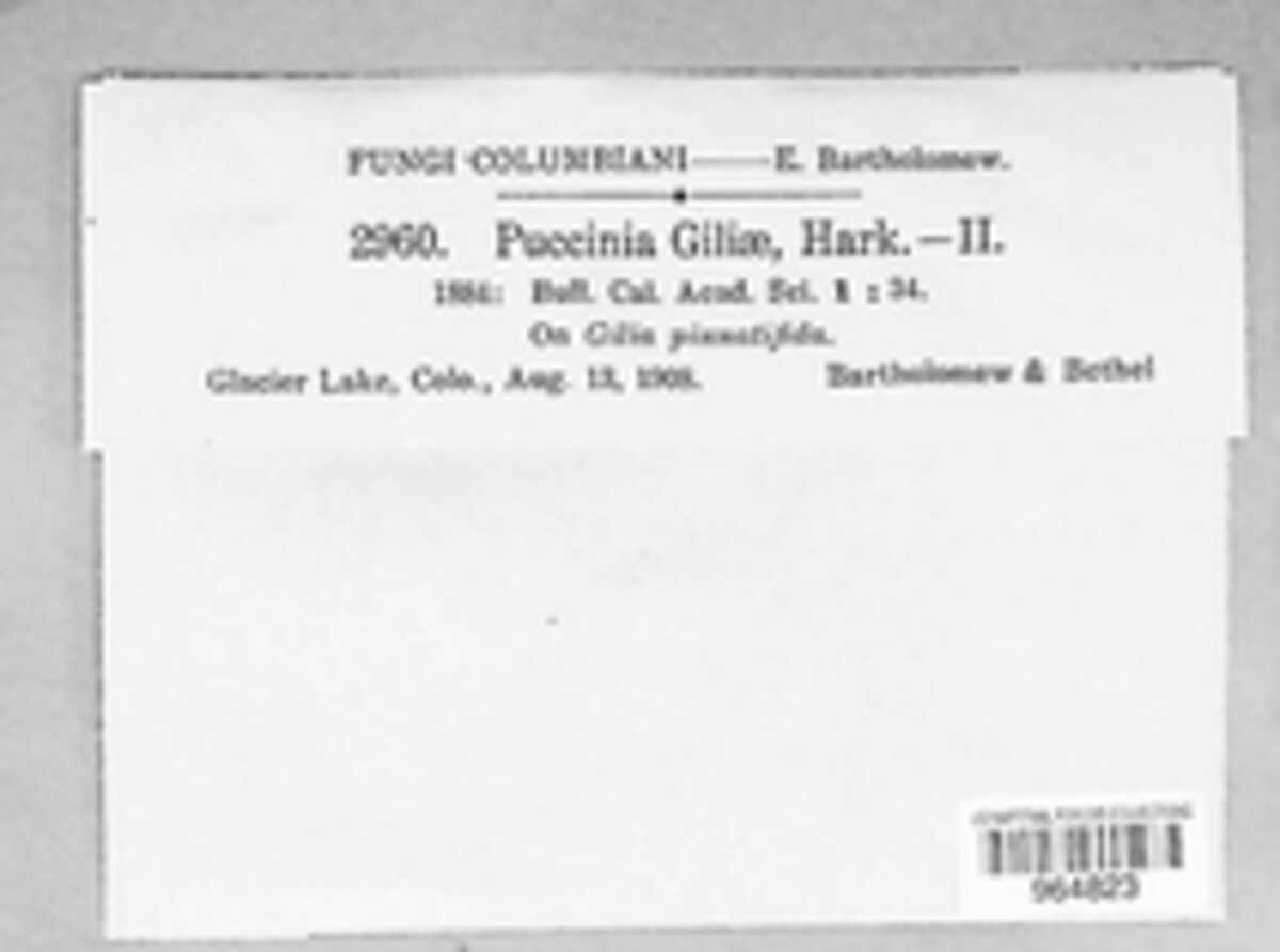 Puccinia giliae image